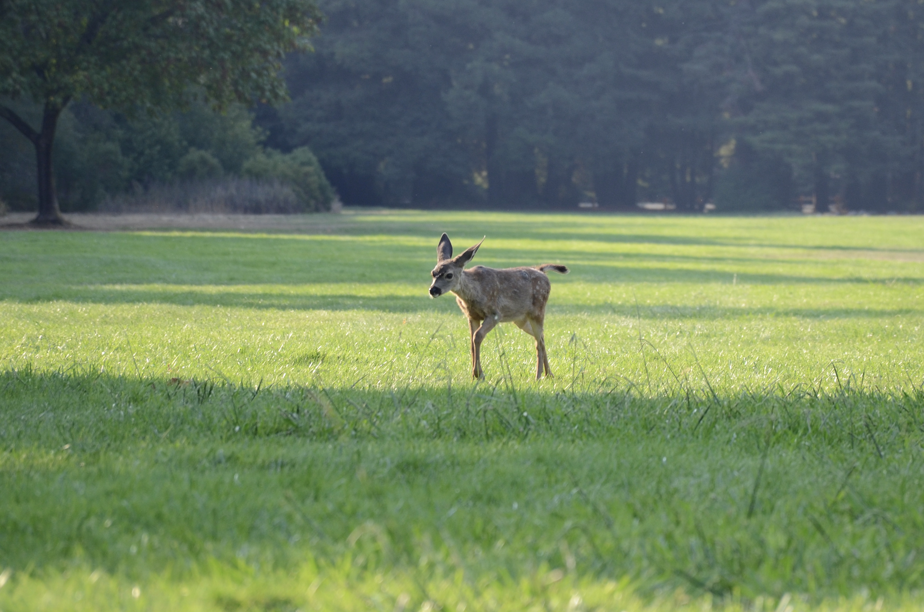 as-attendance-soars-palo-alto-closes-entrance-to-foothills-park-during
